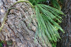 pinus ponderosa (2).jpg_product